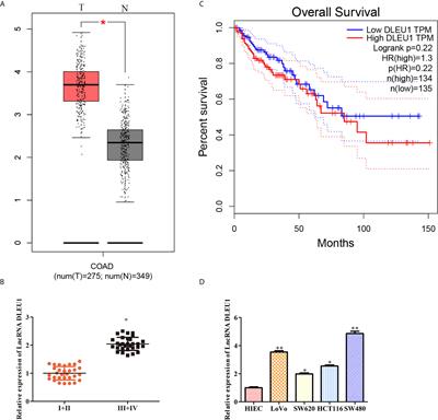 LncRNA DLEU1 Contributes to the Growth and Invasion of Colorectal Cancer via Targeting miR-320b/PRPS1